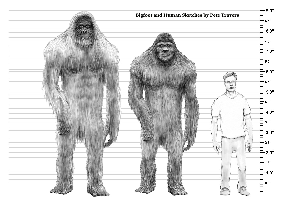 bigfoot-field-guide-bigfoot-human-size-comparison